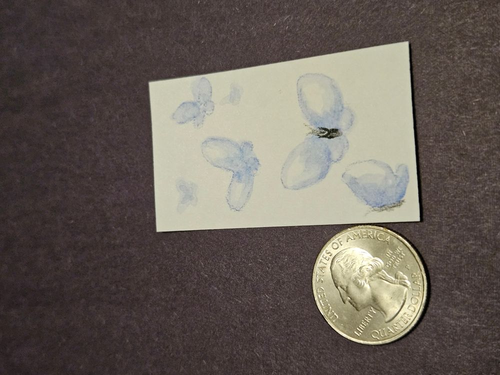 Blue butterflis